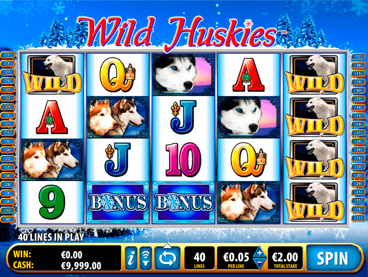 Wild Huskies