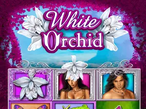 White Orchid